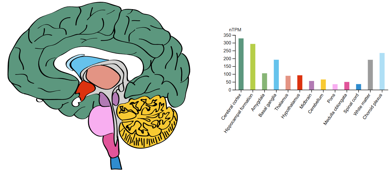 Figure 3. Brain tissue RNA expression data for NELL2.